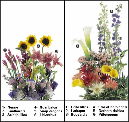 flower directory of various floral species and 	there associated names