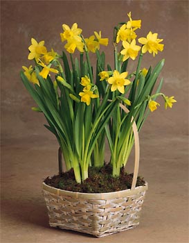 yellow Daffodils are blooming in a natural woven