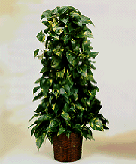 golden pothos plant