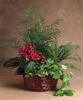 begonia gift basket