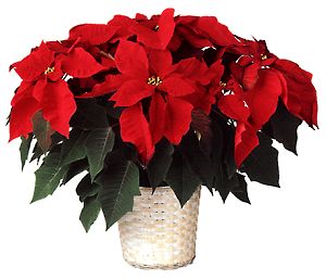 Christmas poinsettia in white basket with chirstmas trim