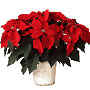 Christmas holiday plant for the home