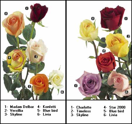 rosetypes