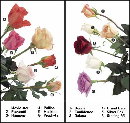 rosetypes