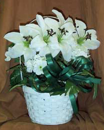 Saint Patrick's Day Basket filled with white lilys and 		carnations.