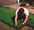 new lawns seed or sod